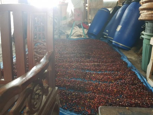 60 Kg Bag- Temanggung Sindoro Sumbing Central Javanese Arabica - Anaerobic Fermentation (GrainPro Green)